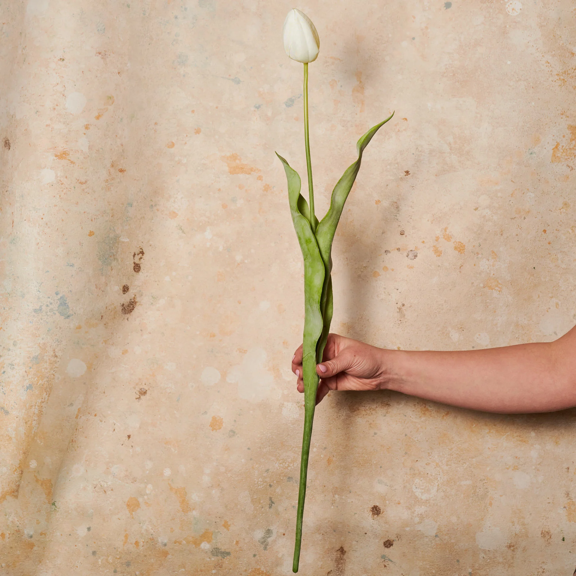 Tulip Flower Stem - Image 6