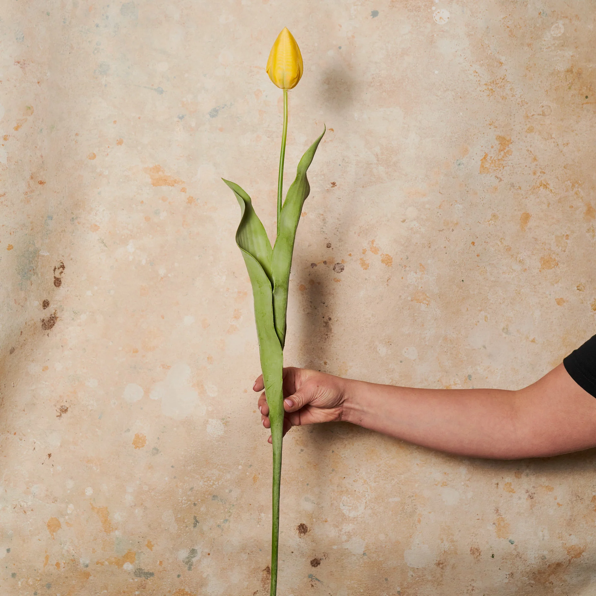 Tulip Flower Stem - Image 7