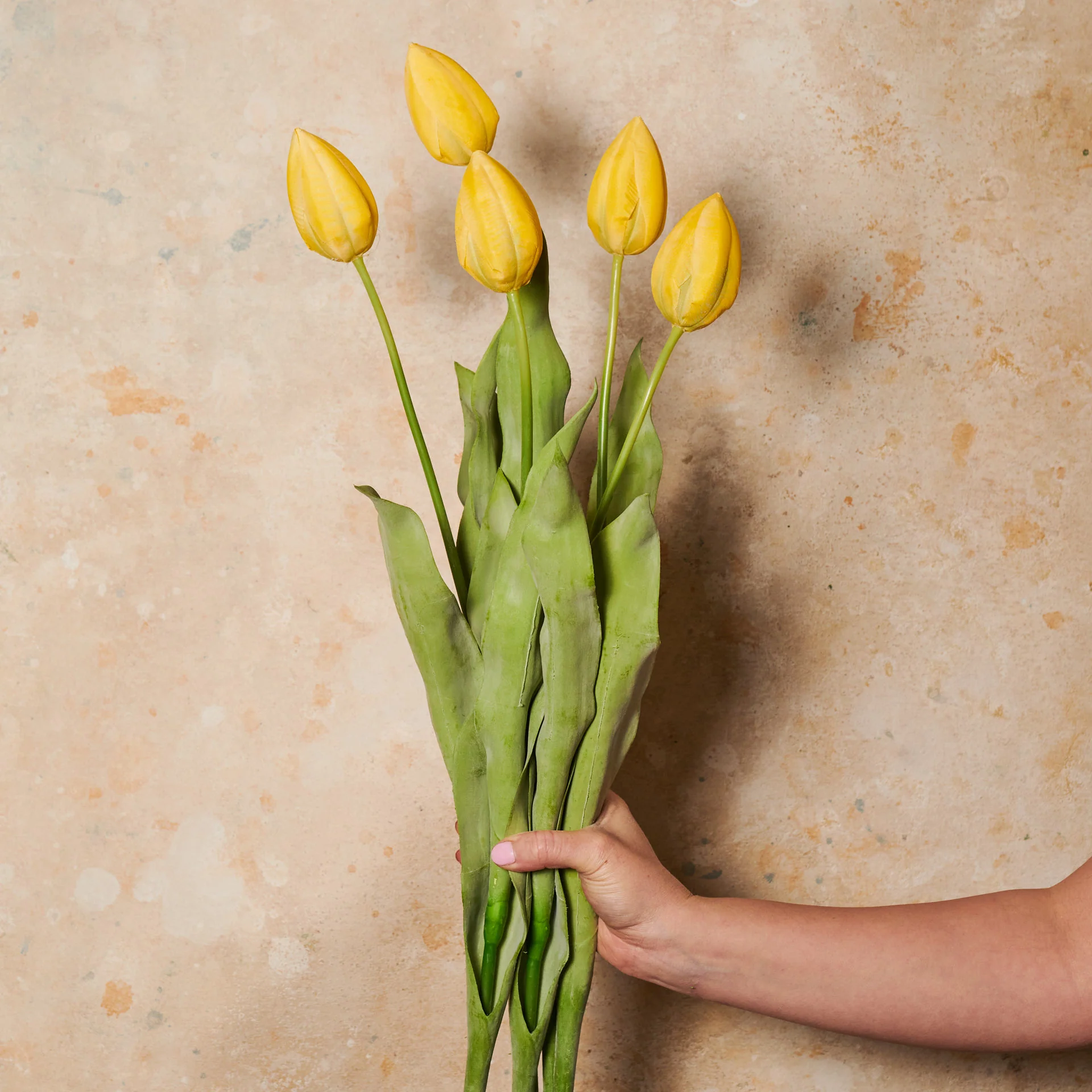Tulip Flower Stem - Image 8