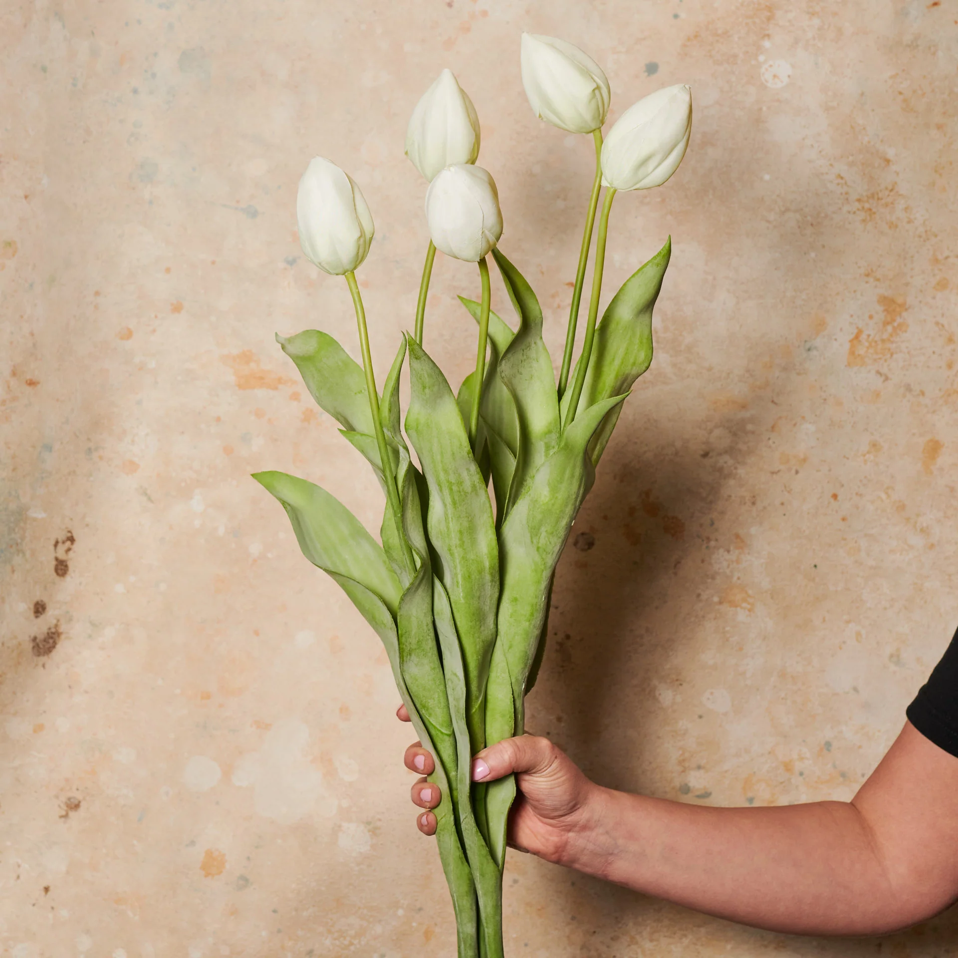 Tulip Flower Stem - Image 9
