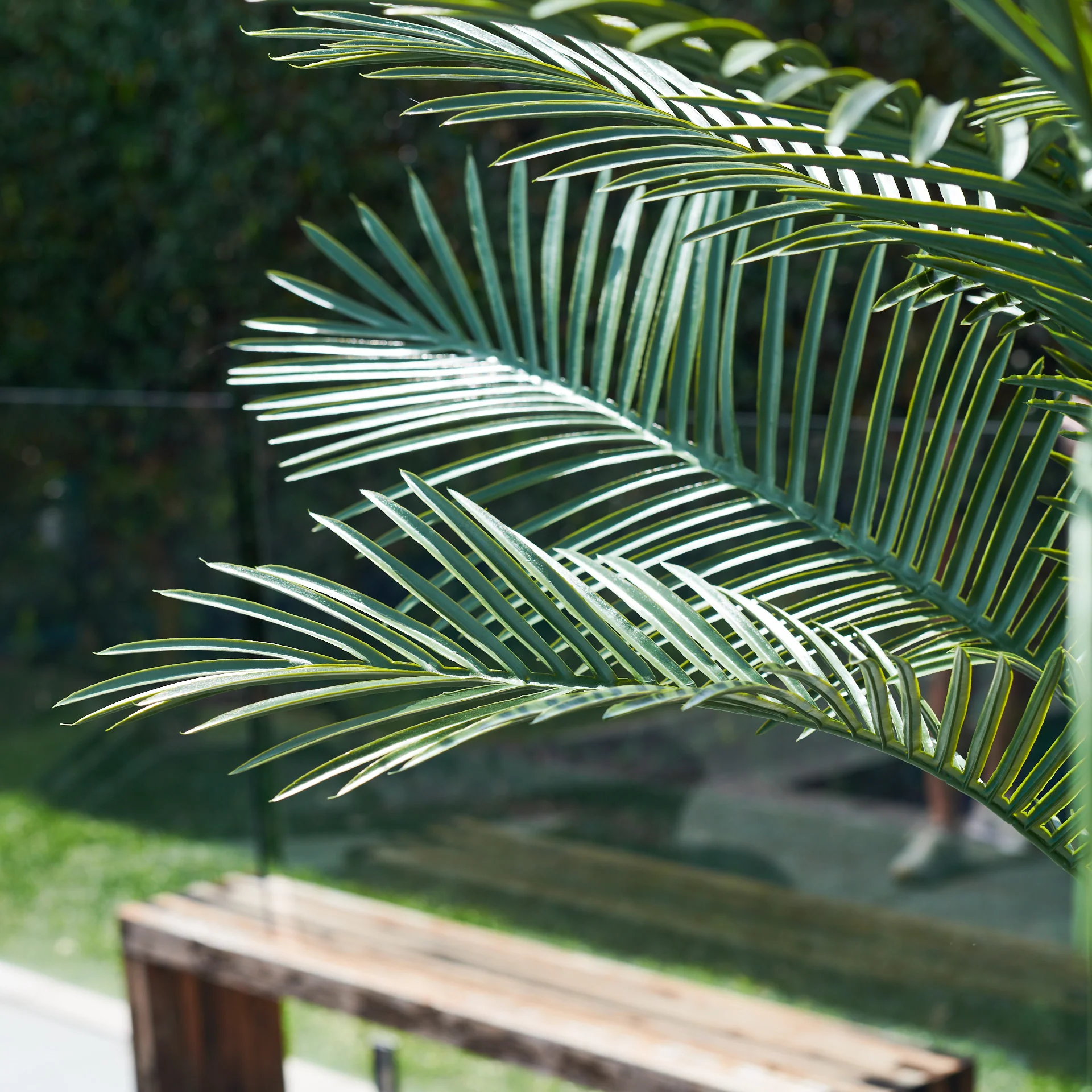 UV Resistant Phoenix Palm Tree - Image 4