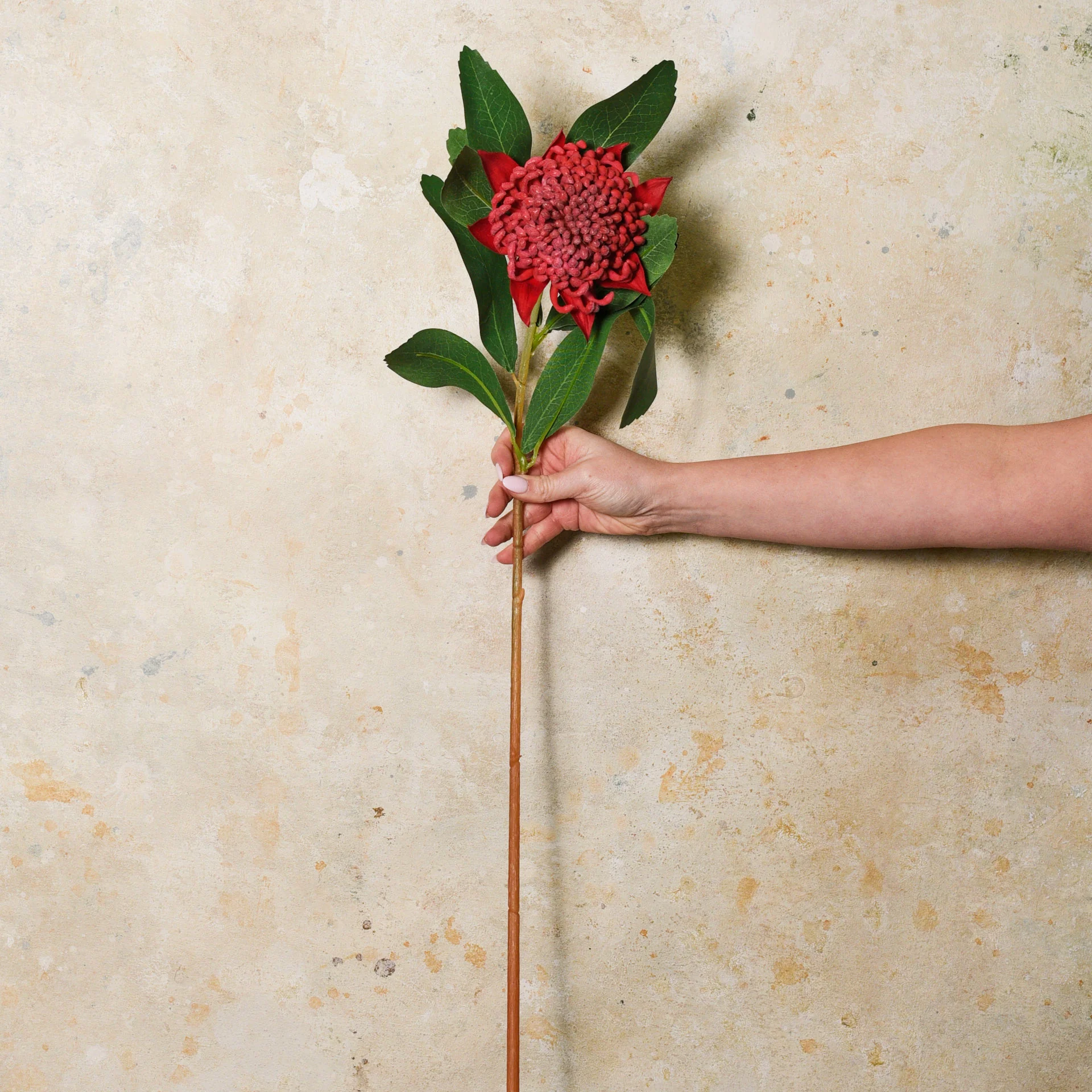 Waratah Real Touch Flower Stem - Image 4
