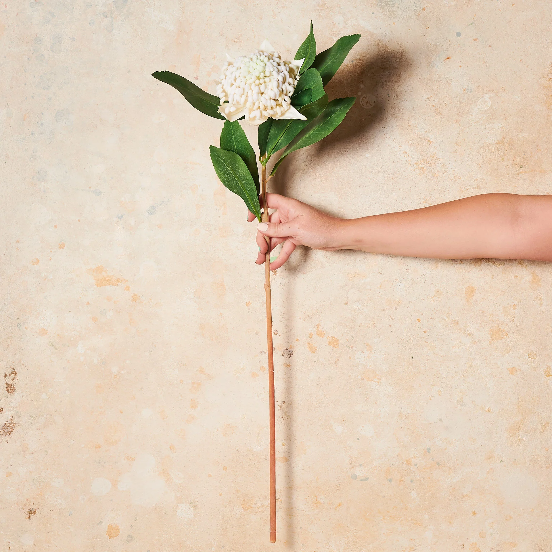 Waratah Real Touch Flower Stem - Image 5