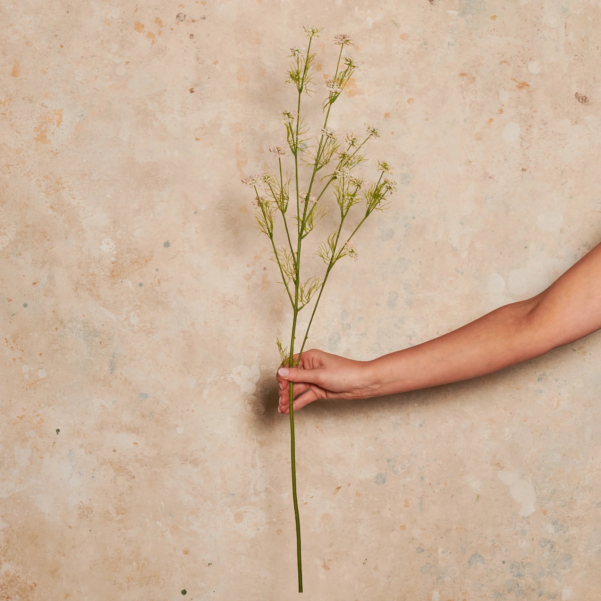 Wild Queen Annes Lace Real Touch Flower Stem - Image 3