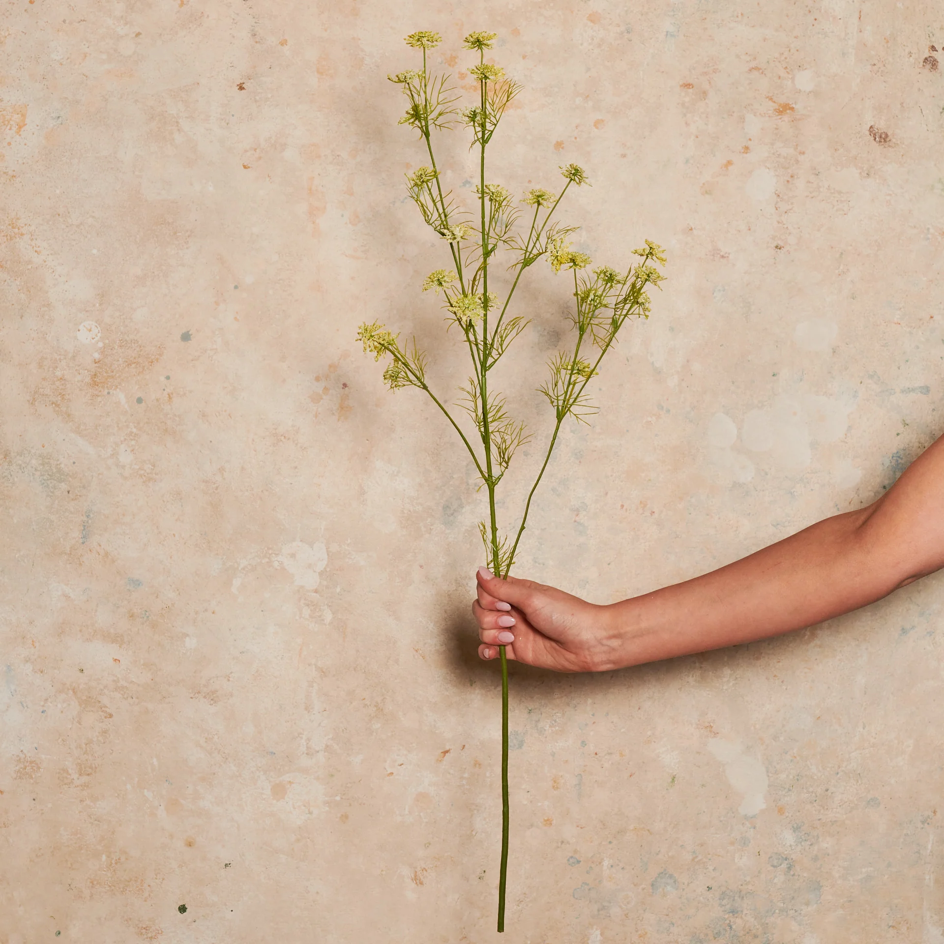 Wild Queen Annes Lace Real Touch Flower Stem - Image 7