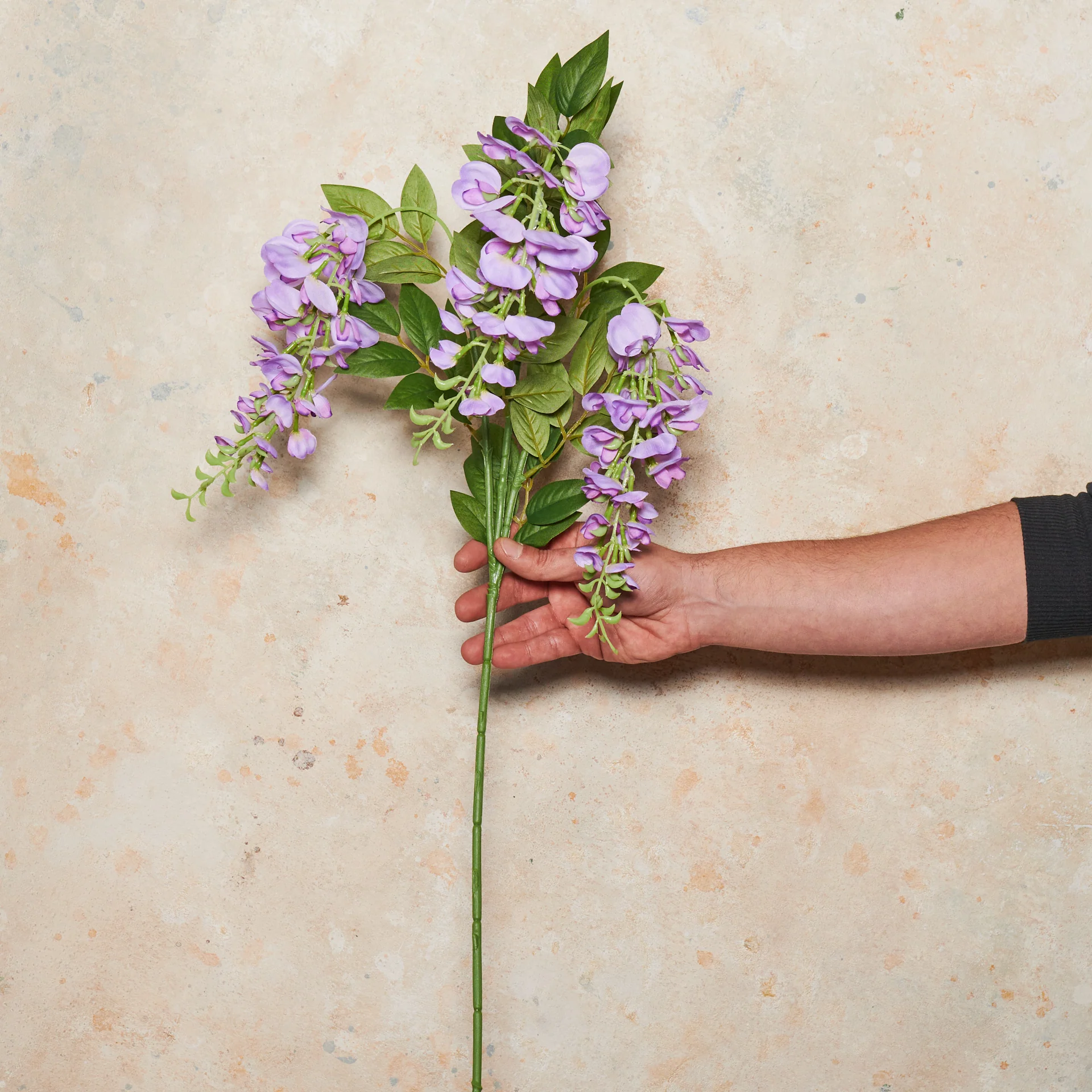 Wisteria Flower Stem - Image 5