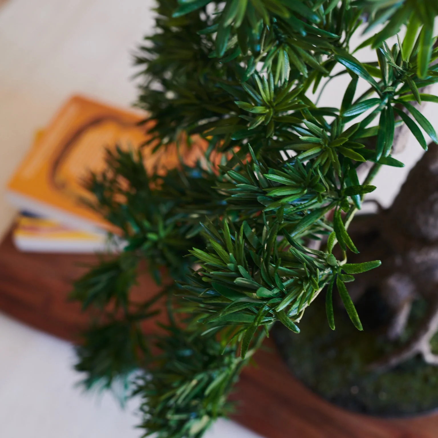 Yugen Bonsai - Image 2