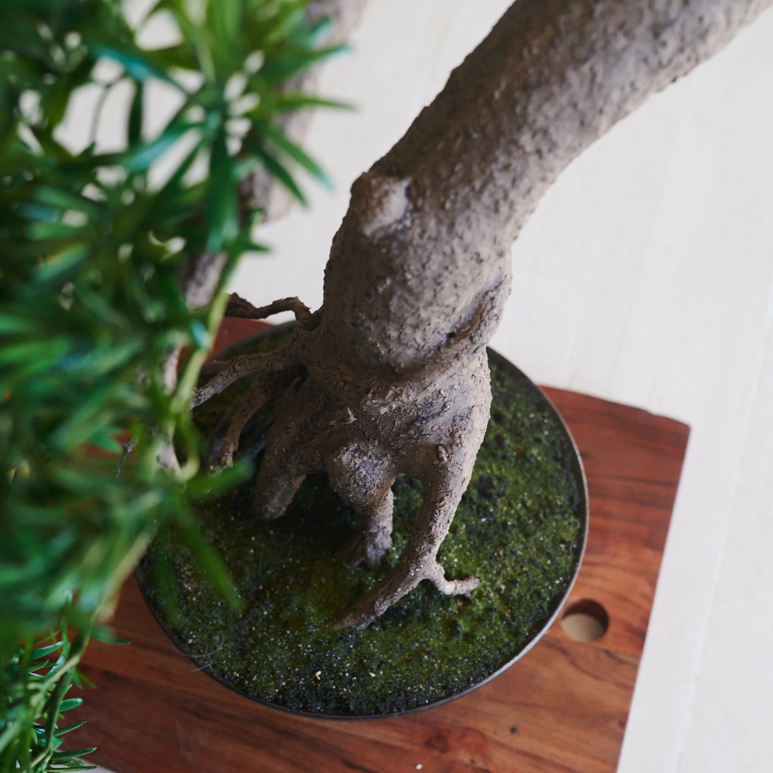 Yugen Bonsai - Image 3